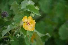 Abutilon pannosum
